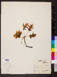 Quercus palustris image