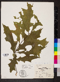 Quercus palustris image