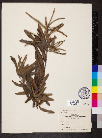 Quercus phellos image