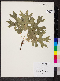 Quercus shumardii image