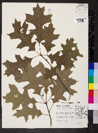 Quercus shumardii image