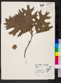 Quercus shumardii image