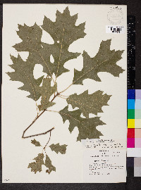 Quercus shumardii image