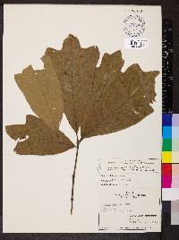 Quercus × tridentata image