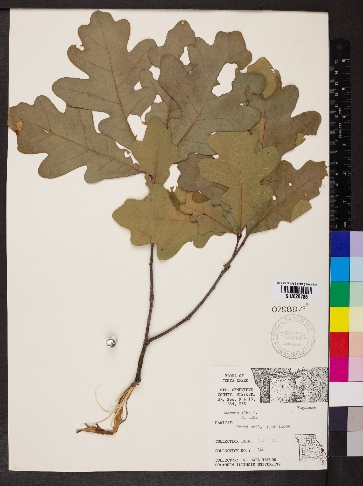 Quercus alba f. alba image