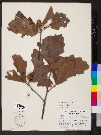 Quercus bicolor image