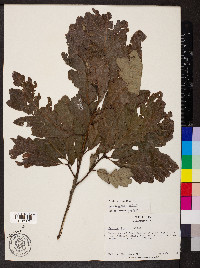 Quercus bicolor image