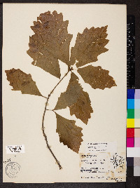 Quercus bicolor image