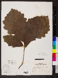 Quercus bicolor image