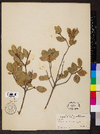 Quercus chrysolepis image