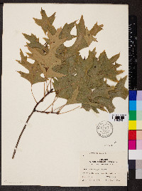 Quercus coccinea image