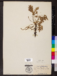 Quercus coccinea image