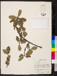 Quercus douglasii image