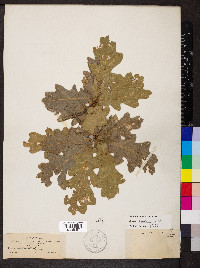 Quercus gambelii image