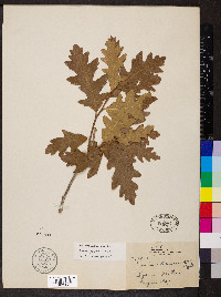 Quercus gambelii image