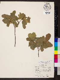 Quercus laceyi image