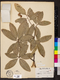 Quercus imbricaria image