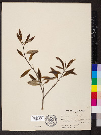 Quercus imbricaria image