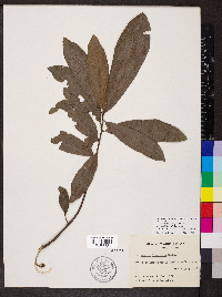 Quercus imbricaria image