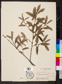 Quercus imbricaria image