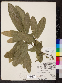 Quercus imbricaria image