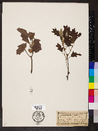 Quercus ilicifolia image