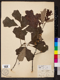 Quercus ilicifolia image