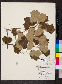 Quercus ilicifolia image