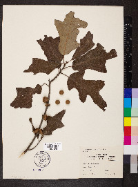 Quercus ilicifolia image