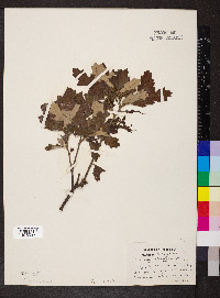 Quercus ilicifolia image