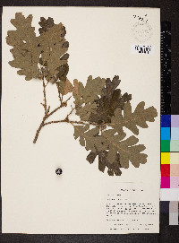 Quercus lobata image