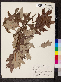 Quercus lyrata image