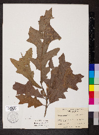 Quercus lyrata image