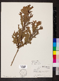 Quercus lyrata image