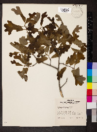 Quercus margaretta image