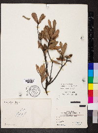 Quercus minima image