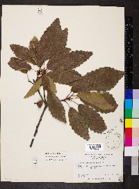 Quercus montana image