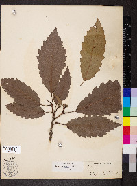 Quercus montana image