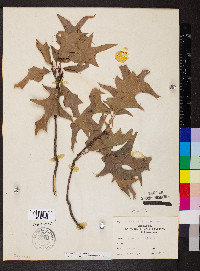 Quercus texana image