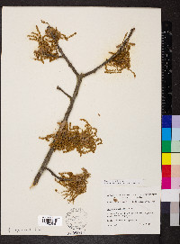 Quercus texana image