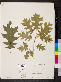 Quercus texana image