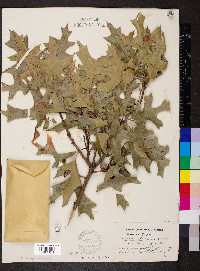 Quercus texana image