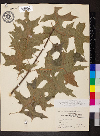 Quercus palustris image