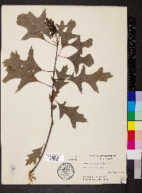 Quercus palustris image