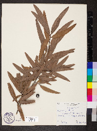 Quercus phellos image