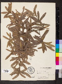 Quercus phellos image