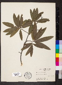 Quercus phellos image