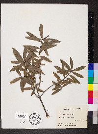 Quercus phellos image