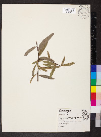 Quercus phellos image