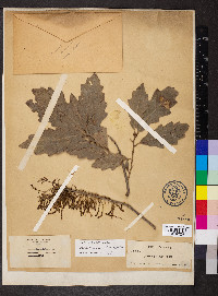 Quercus prinoides image